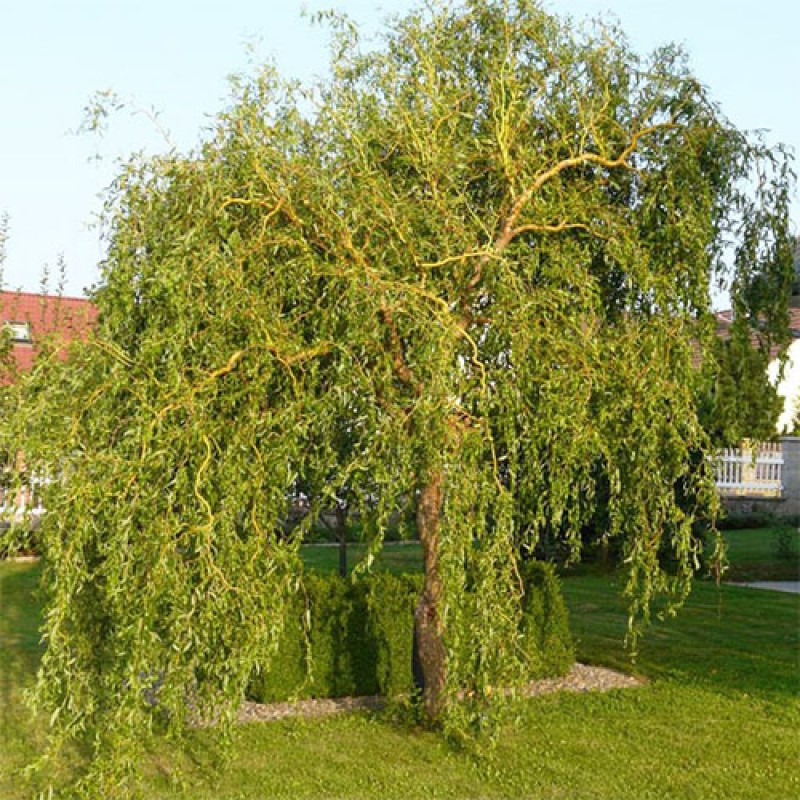 Ива "Матсудана" (Salix matsudana) с3