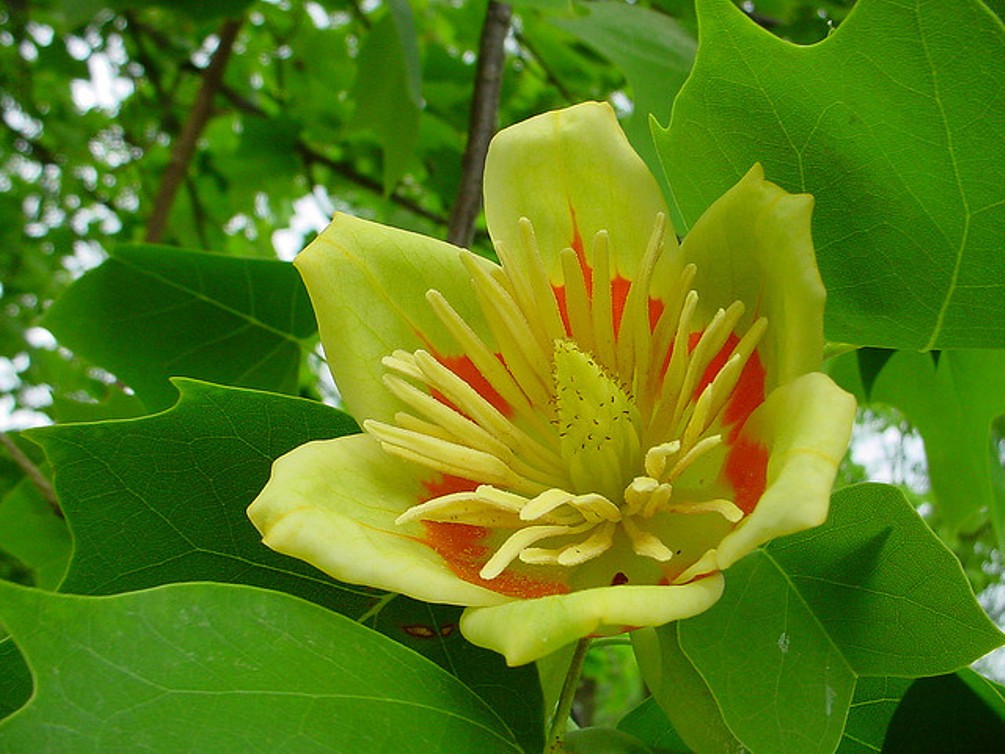 Тюльпановое дерево ярко-желтое "Лириодендрон"