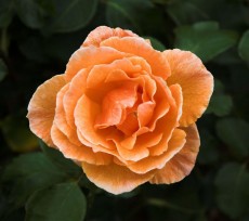 Мини(бордюрная) роза