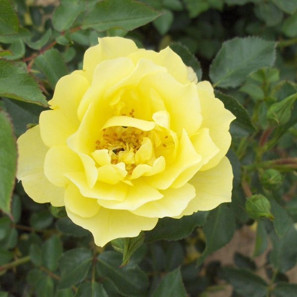 Роза Limesgold
