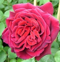 Роза Guinea