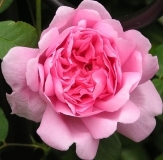 Роза Rosarium Uetersen