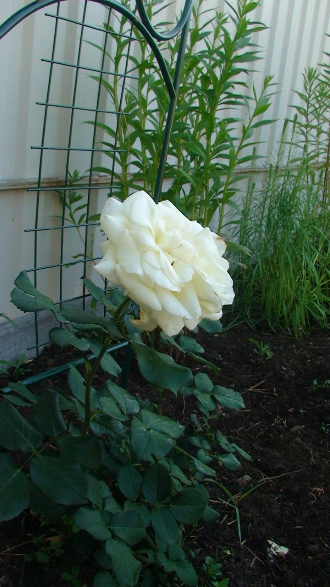 Роза Schneewalzer 87