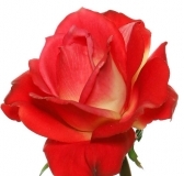 Роза Coralin