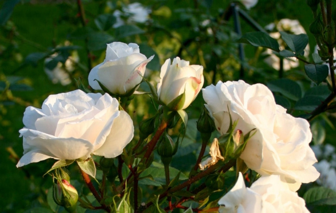 Роза Weisse Wolke (KORstacha, Nuage Blance, White Cloud)