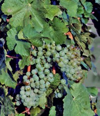 Каталог винограда