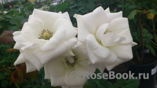 Роза White Mikado